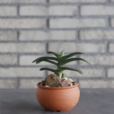 Gasteria rawlinsonii × N/OH(3.5号)  no.906/12