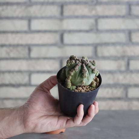 Euphorbia obesa (3号) ＋YAMABACHI  no.830/21