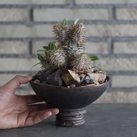 Pachypodium 大黒×makayense × takero pot (5.5号)  no.920/30