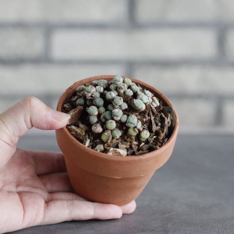 Conophytum pearsonii × YAMABACHI (3号)  no.913/90