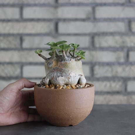 Adenium arabicum × N/OH(4.5号)  no.906/9