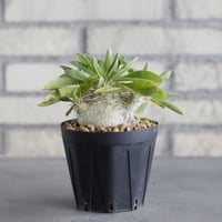 Pachypodium enigmaticum (3号鉢)  no.705/131