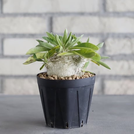 Pachypodium enigmaticum (3号鉢)  no.705/131