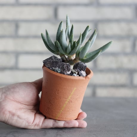 N/OH-TERRACOTTA MIX × Aloe ramosissima (3号)  no.730/7