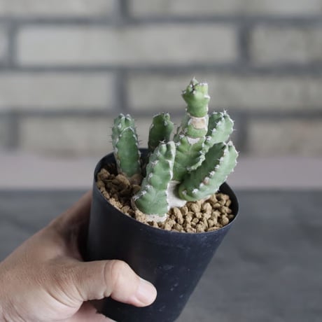 Euphorbia makallensis (3号)  no.719/158