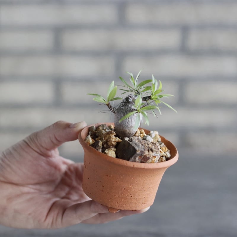 Fouquieria purpusii × N/OH (3号) no.1004/107 |