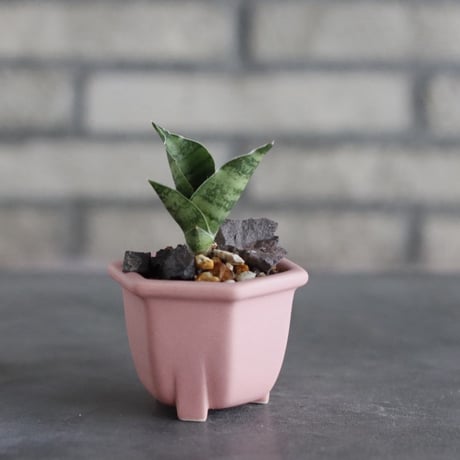 Sansevieria sp. × nos pot (2.5号) no.927/86