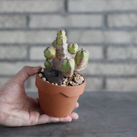 Euphorbia resinifera (白角キリン) × YAMABACHI (3号)  no.906/44