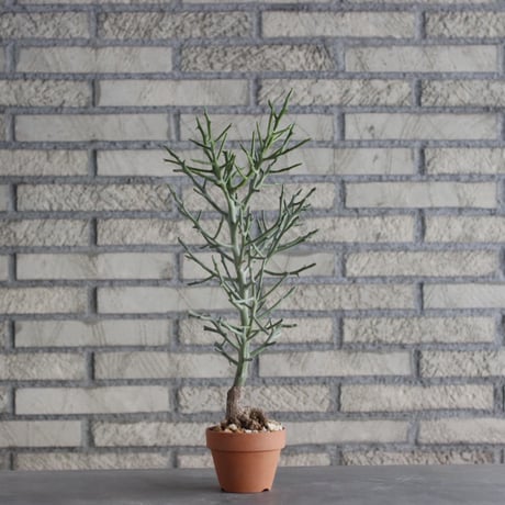 Euphorbia arahaka × YAMABACHI (3号)  no.1004/112