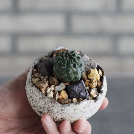 Euphorbia gymnocalycioides × takero pot (3号)  no.920/45