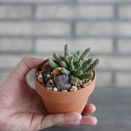 Euphorbia huttonae × YAMABACHI (3号) no.329/69