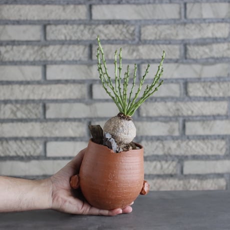 Euphorbia decidua × N/OH(4号)  no.906/3