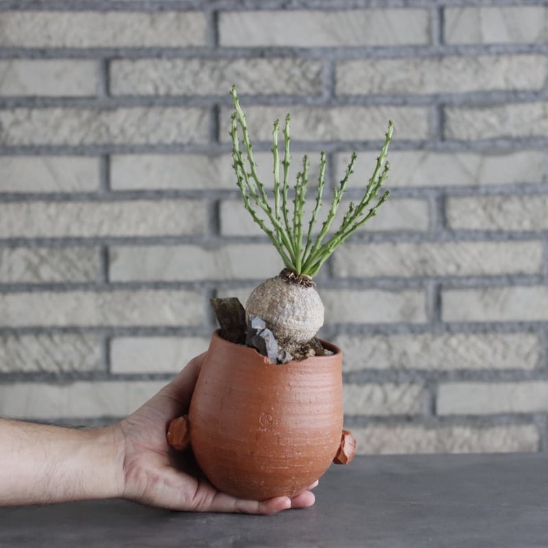 Euphorbia decidua × N/OH(4号) no.906/3 | 芽の巣山
