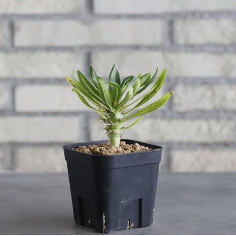 Pachypodium ambongense (3号鉢)  no.705/133