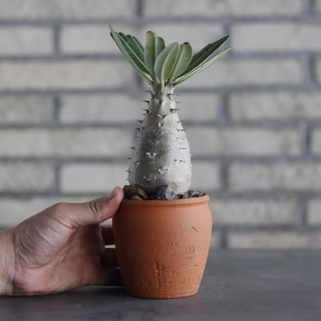 N/OH-TERRACOTTA MIX × Pachypodium rosulatum ssp. cactipes (3号)  no.730/13