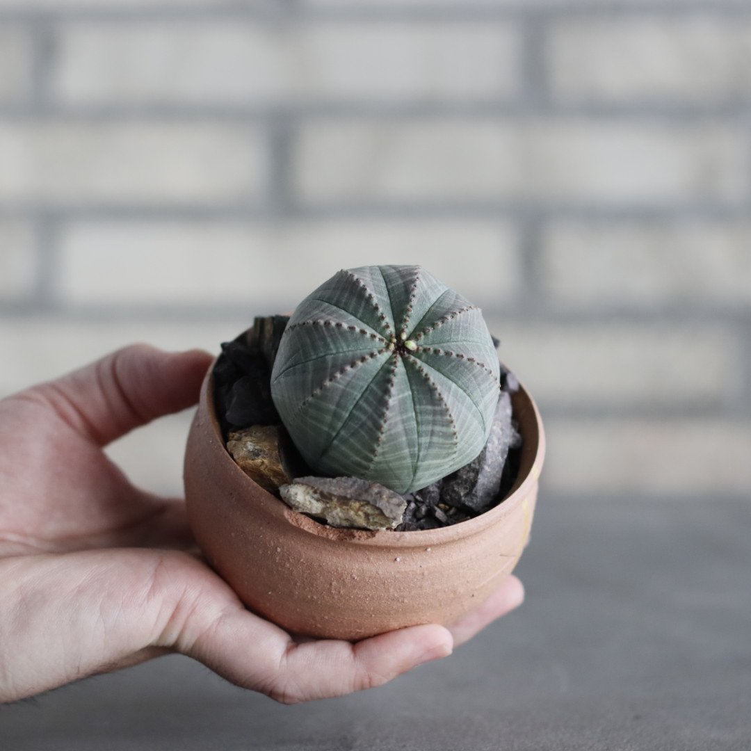 N/OH-TERRACOTTA MIX × Euphorbia obesa (3号) no.