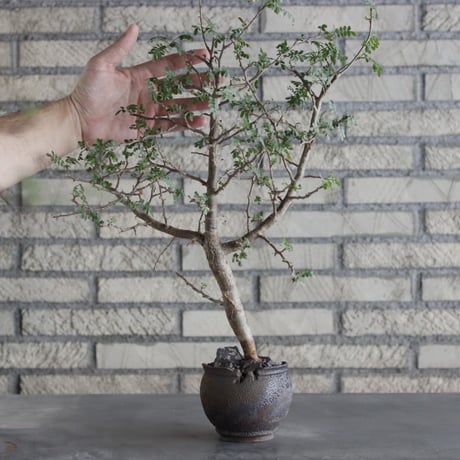 Bursera aptera × takero pot (3号)  no.712/2