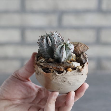 Euphorbia horrida × TAKERO NO TORUKO (3号)  no.1004/106