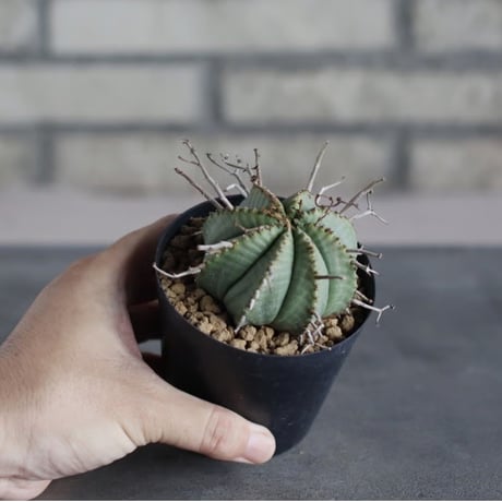 Euphorbia valida (雌) (3号鉢)  no.719/162