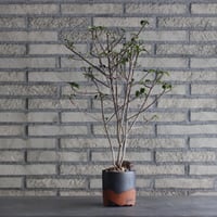 Euphorbia geroldii (花キリン) × N/OH (3.5号)  no.920/3