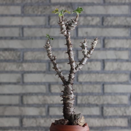 Jatropha fissispina × N/OH (3.5号)  no.920/5