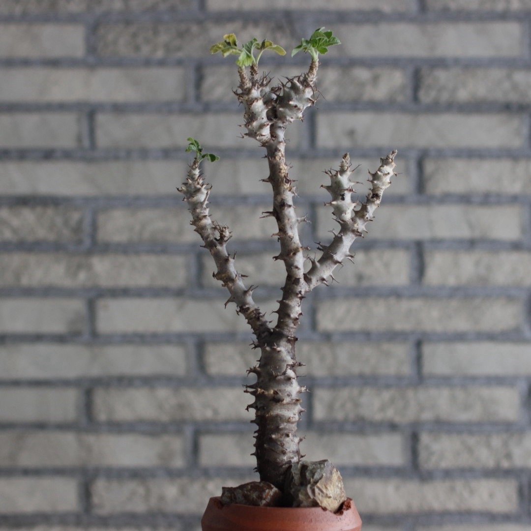 Jatropha fissispina × N/OH (3.5号) no.920/5 | 芽の巣山