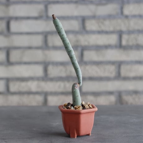 Euphorbia alluaudii × nos pot (2.5号) no.1004/134