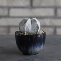 【TAKATAKA】Astrophytum myriostigma (白ランポー玉) × 安西岳郎 / 中川智治 (3号)  no.823/38