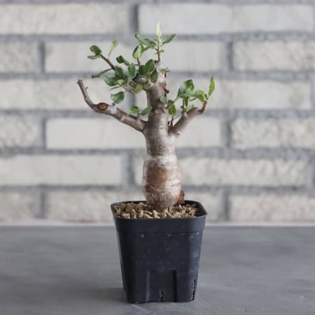 Bursera schlectendalii (3号鉢)  no.705/99