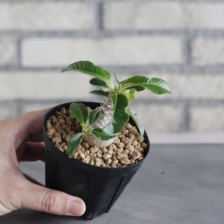 Pachypodium windsorii (3号鉢)  no.705/110