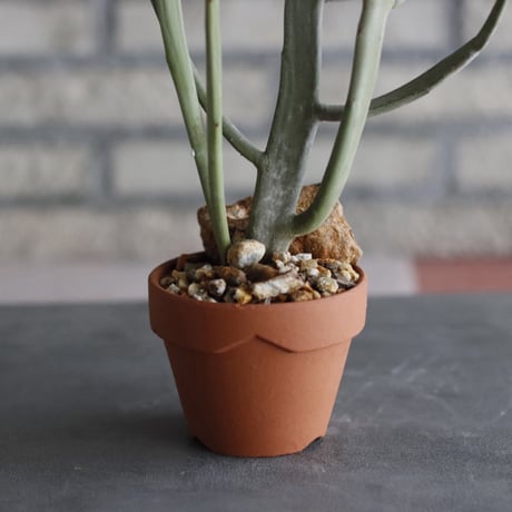 Euphorbia crassa × YAMABACHI (3号) no.927/56