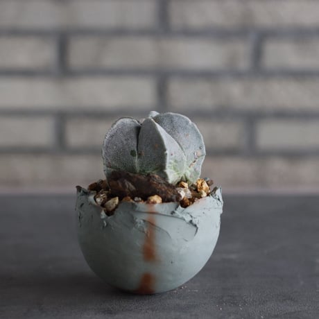 Astrophytum strongylogonum × takero pot (3.5号)  no.920/34
