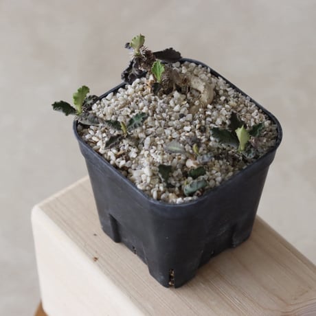 【tres】Euphorbia durispina (3.5号)  no.816/55