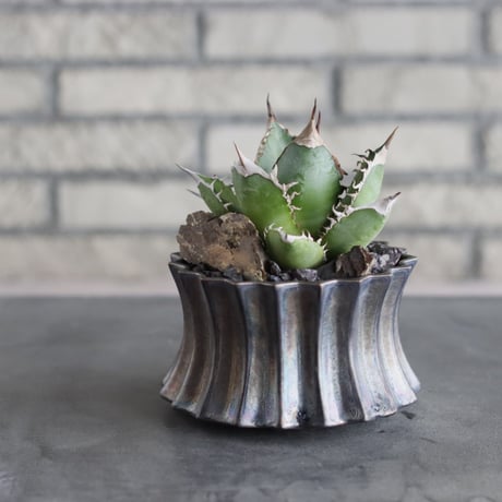 Agave titanota × soso (4号)  no.712/21