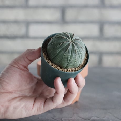 Euphorbia obesa (2.5号) ＋YAMABACHI  no.830/23