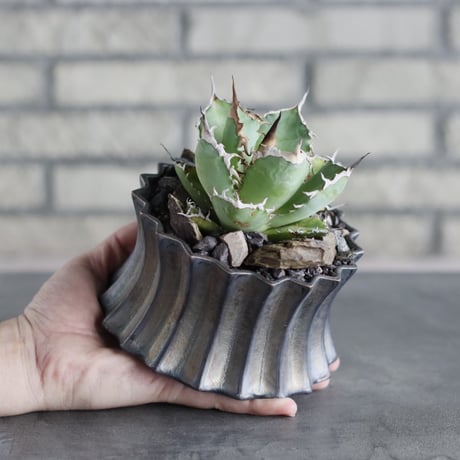 Agave titanota sp. No.1 × soso (4号)  no.712/20
