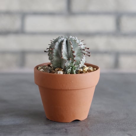 Euphorbia horrida × YAMABACHI (3号)  no.913/79