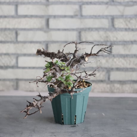 Commiphora sp. Eyl (4号)   no.830/49