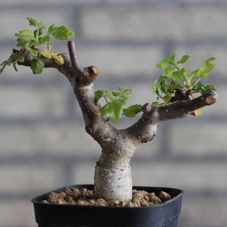 Bursera hindsiana (3号鉢)  no.705/95