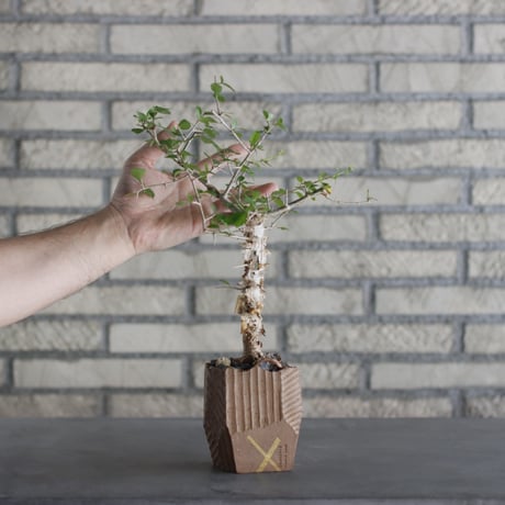 N/OH-TERRACOTTA MIX × Commiphora  simplicifolia (2.5号)  no.730/18