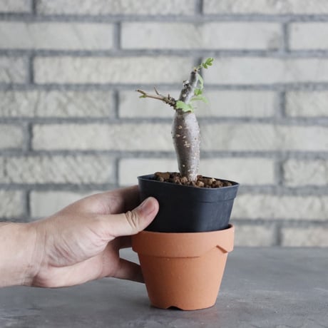 Bursera copallifera (2.5号) ＋YAMABACHI  no.830/37