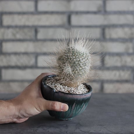 【TAKATAKA】Mammillaria geminispina (白寿丸) × 安西岳郎 / 中川智治 (4号)  no.823/14