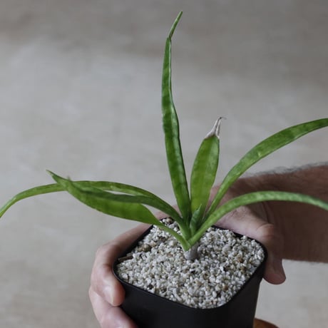 【tres】Sansevieria sp. (3号)  no.816/29
