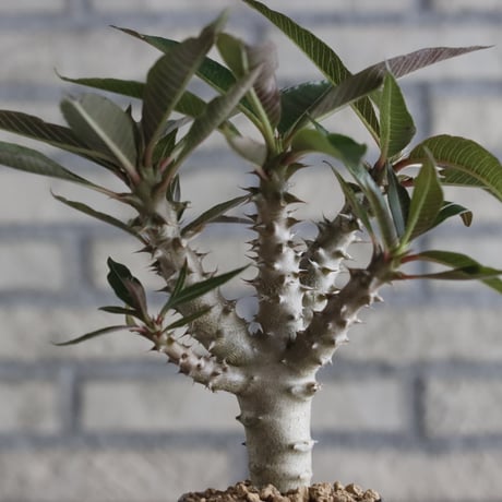 Pachypodium baronii (3号鉢)  no.705/106