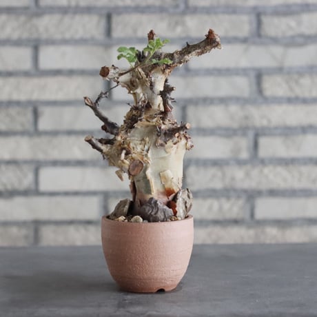 Commiphora kataf ver.turkanensis × N/OH(3号)  no.906/5