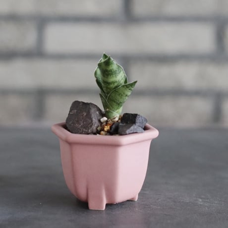 Sansevieria sp. × nos pot (2.5号) no.927/86
