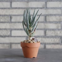 Aloe dichotoma × YAMABACHI (3号)  no.913/64