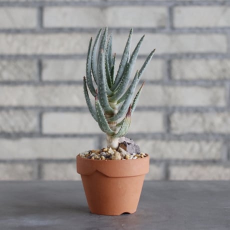 Aloe dichotoma × YAMABACHI (3号)  no.913/64
