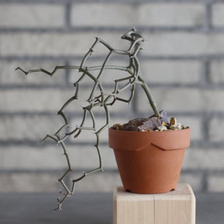 Decarya madagascariensis × YAMABACHI (3号)  no.913/72