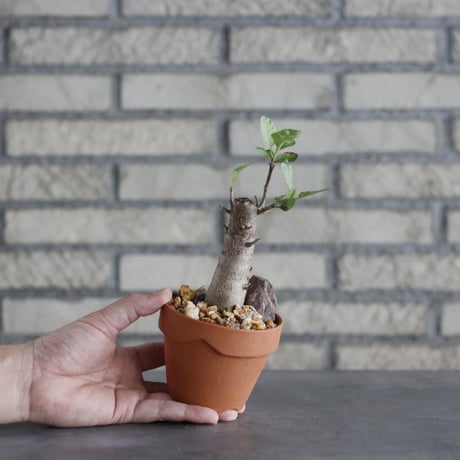 Bursera schlechtendalii × YAMABACHI (3号)  no.913/70